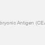 Carcinoembryonic Antigen (CEA) Antibody